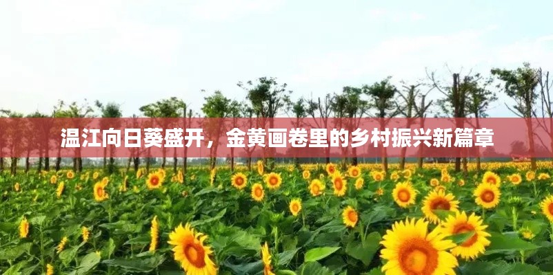 温江向日葵盛开,金黄画卷里的乡村振兴新篇章