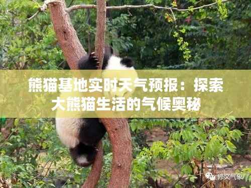 熊猫基地实时天气预报：探索大熊猫生活的气候奥秘