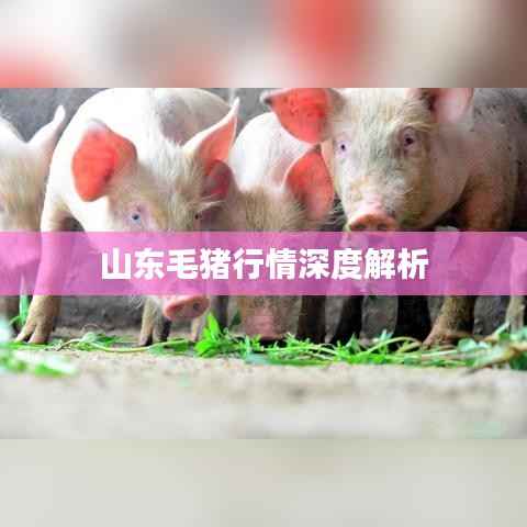 山东毛猪行情深度解析