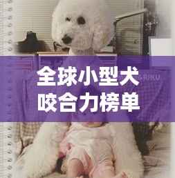 全球小型犬咬合力榜单揭晓,萌犬也藏惊人咬合力!