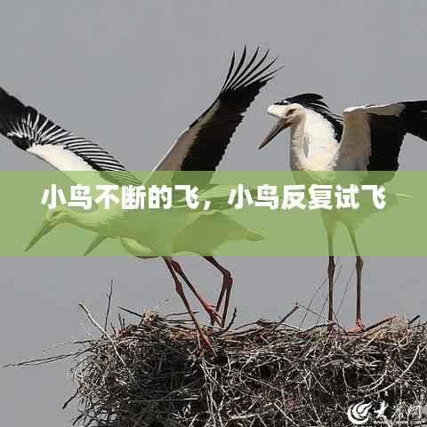 小鸟不断的飞,小鸟反复试飞