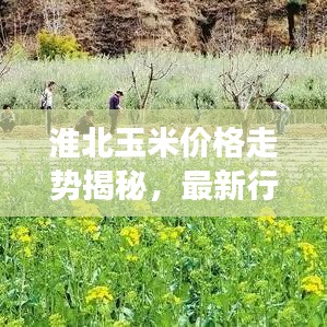 淮北玉米价格走势揭秘,最新行情分析与市场动态