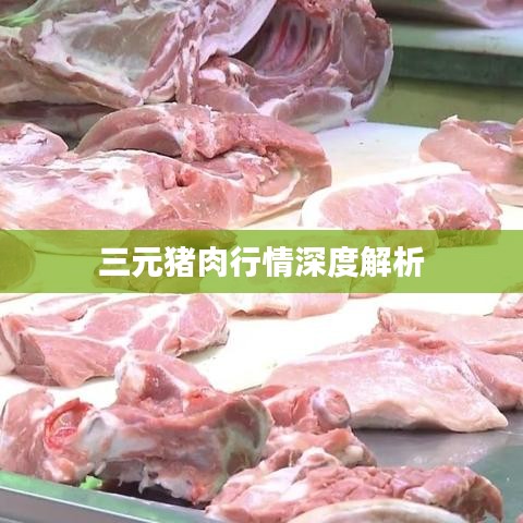 三元猪肉行情深度解析