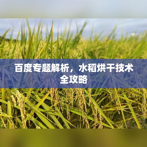 百度专题解析,水稻烘干技术全攻略