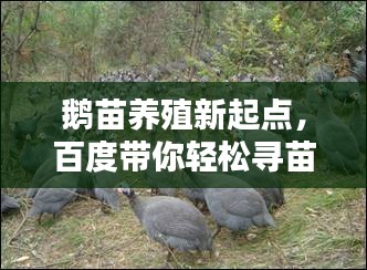 鹅苗养殖新起点,百度带你轻松寻苗!